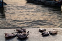 Accra;-Ghana;-Jamestown;-fishing-harbour;-fish;-mooring-bollard;-pirogue;-artisanal-fishing;-fishing-community;-sunrise;-Gulf-of-Guinea;-West-Africa;-daily-life;-documentary-photography;-still-life;-Kaleidos;-Kaleidos-images;-La-parole-à-limage;-Stories-Pictures;-Tarek-Charara